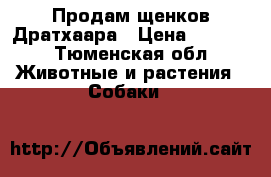 Продам щенков Дратхаара › Цена ­ 6 000 - Тюменская обл. Животные и растения » Собаки   